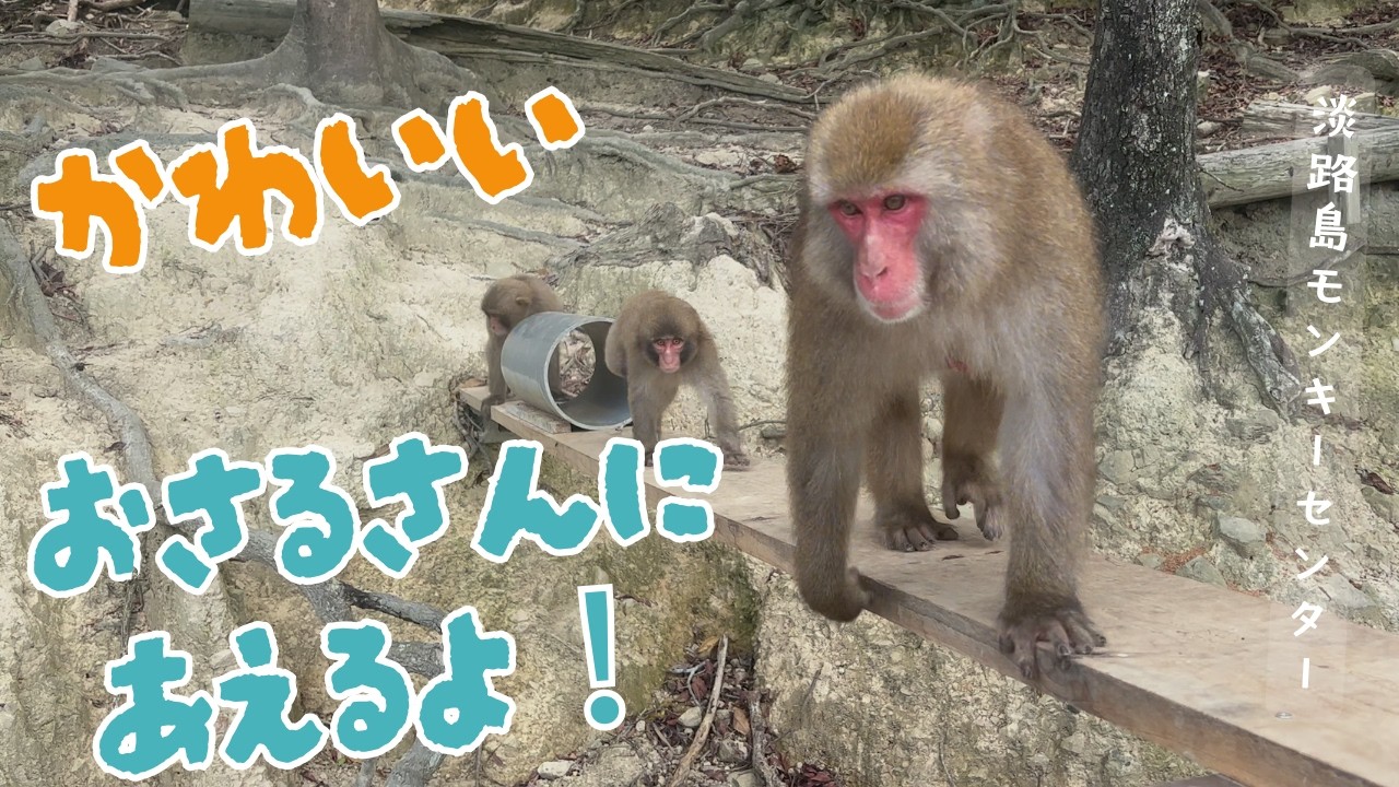 元気に山から降りてくるニホンザル達がとっても可愛い【淡路島モンキーセンター】
