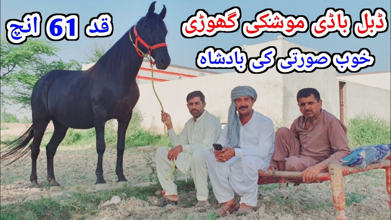 Mushki Ghori For Sale | Black Female Horse | Horse For Sale In Pakistan