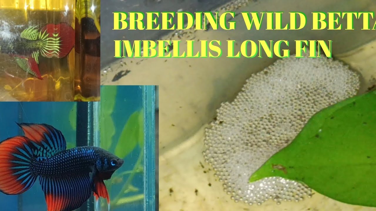 BREEDING WILD BETTA IMBELLIS LONG FIN #bettafish #wildbetta #imbellislongfin