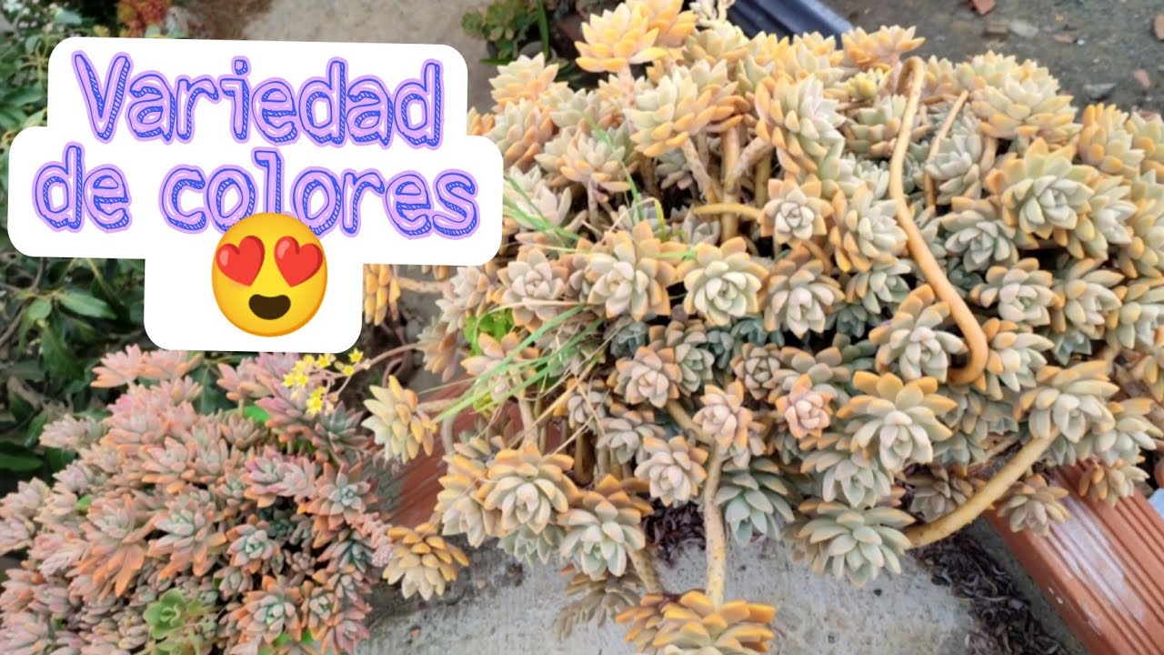 10 suculentas gigantes y coloridas #jardin #suculentas #echeveria #graptoveria #graptosedum