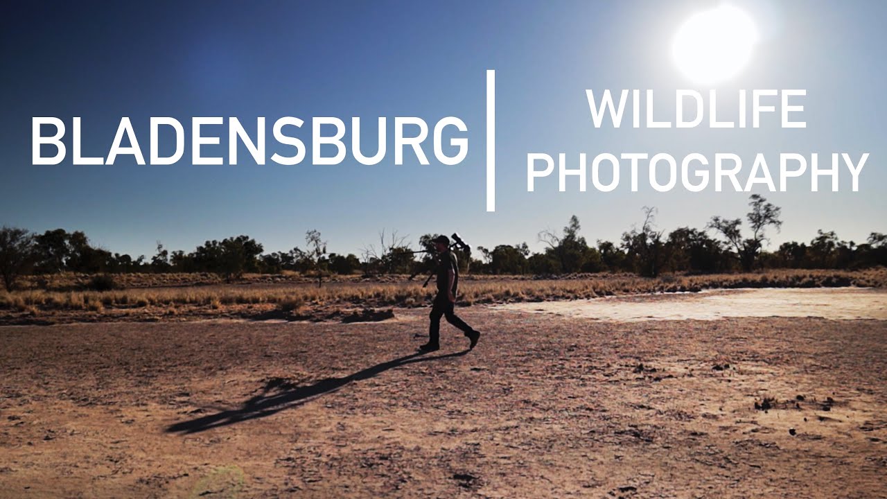 WILDLIFE PHOTOGRAPHY in Outback Australia |  Kangaroos in Bladensburg National Park