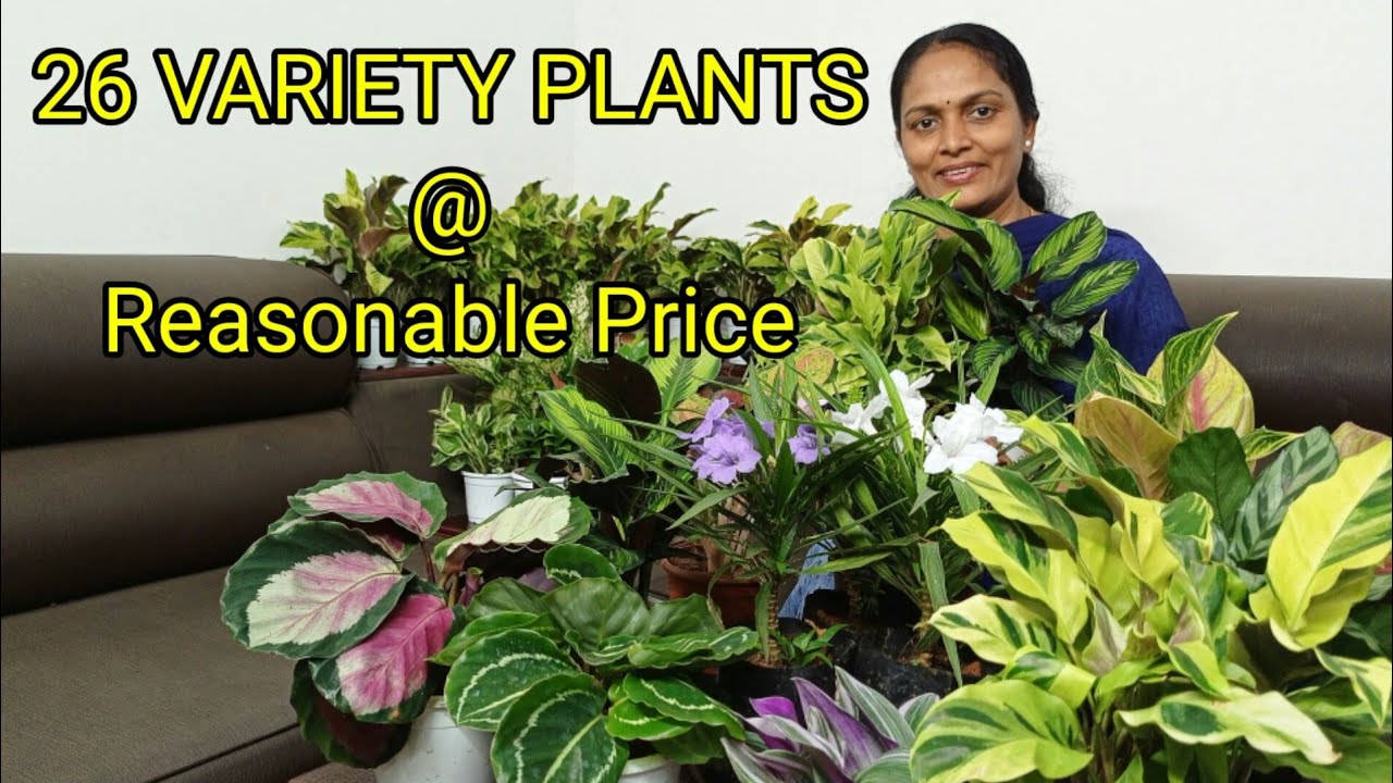 AGLONIMA/ÇALATHEA/ZZ PLANT/FERN/COMBO OFFER/INDOOR PLANTS/PLANTS CARE/ONLINE SALE/WHOLESALE RATE