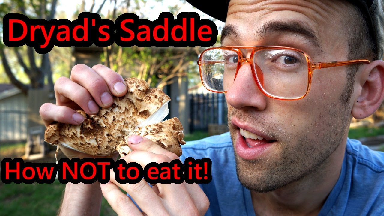 Dryad's Saddle ::: When NOT to eat it!
