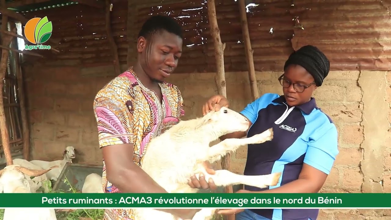 Petits #ruminants : #ACMA3 révolutionne l'élevage dans le Nord du Bénin