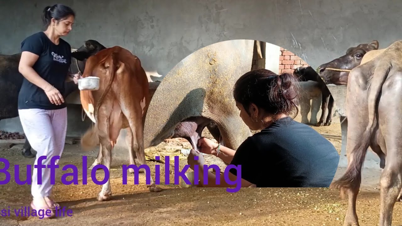 Buffalo #cow #farmanimals#farming#buffalo milking by two hand village girl#viralvideo#dairy #milking