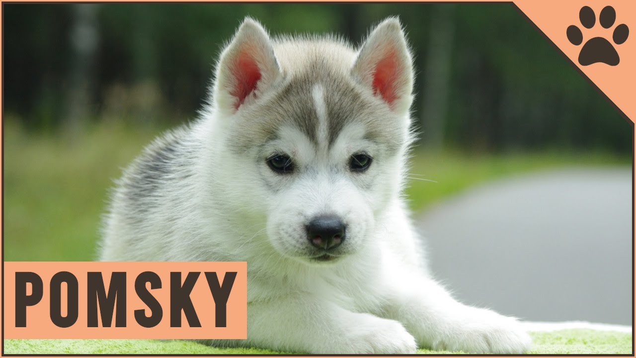 Pomsky - Dog Breed Information