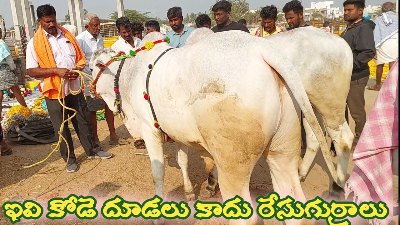 పెబ్బేరు సంతలో పాలపల్ల ఒంగోలు కోడె దూడలకు జరుగుతున్న పోటాపోటీ బేరాలు | Milkteeh Ongole Bulls video's