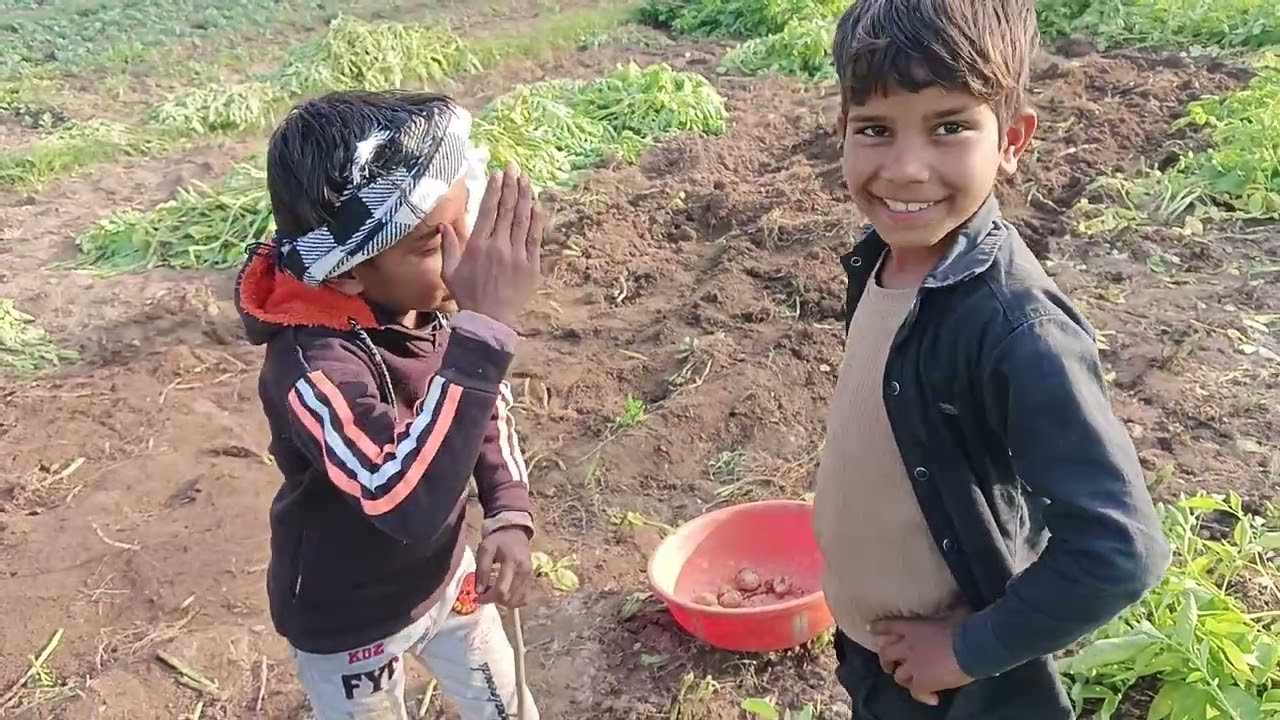 आलू की खुदाई #6k 