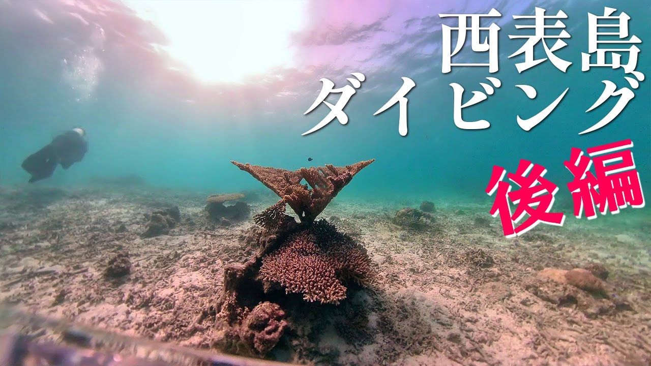 魚の種類が豊富　西表島でダイビング【後編】
