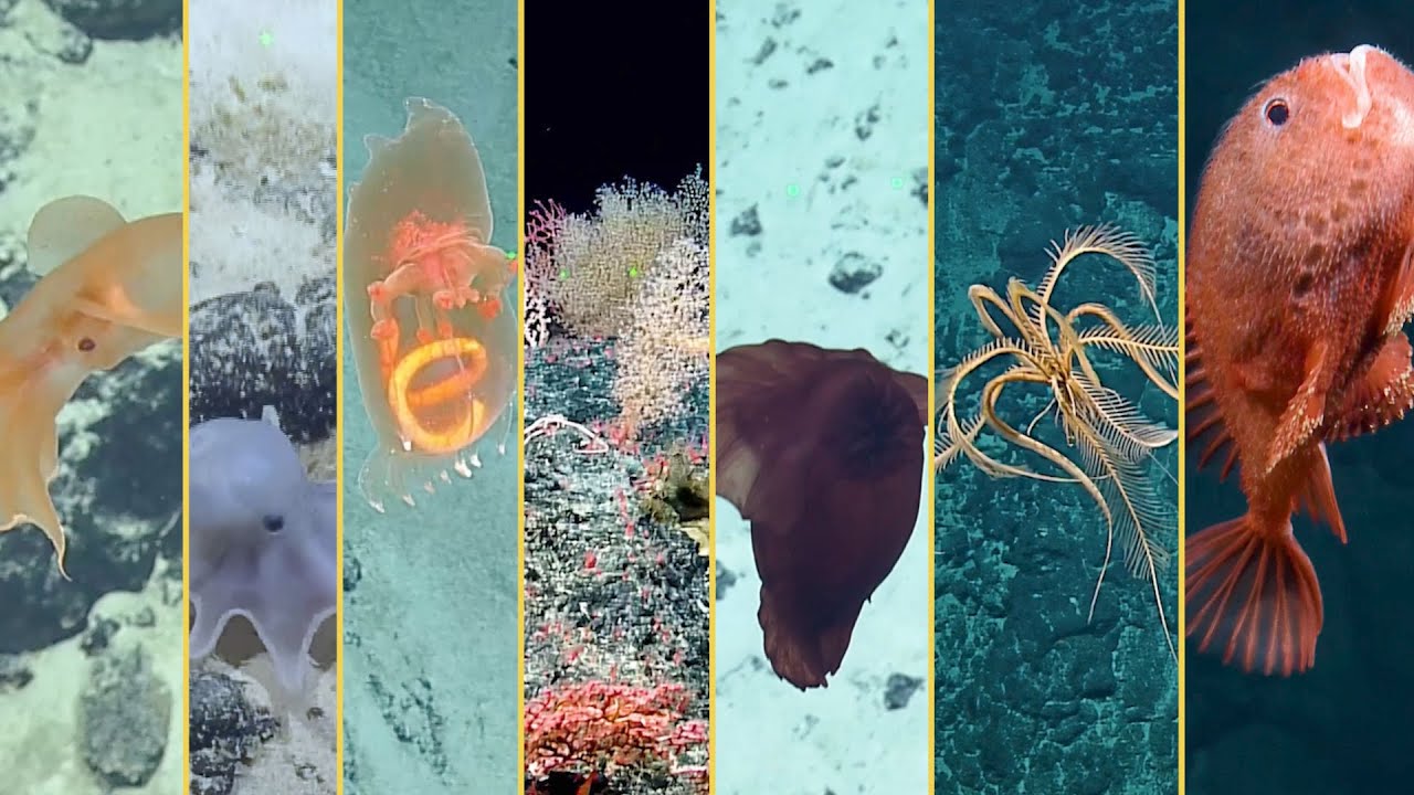2022 Expedition Highlights Reel - Deep Sea Exploration and Beyond | Nautilus Live