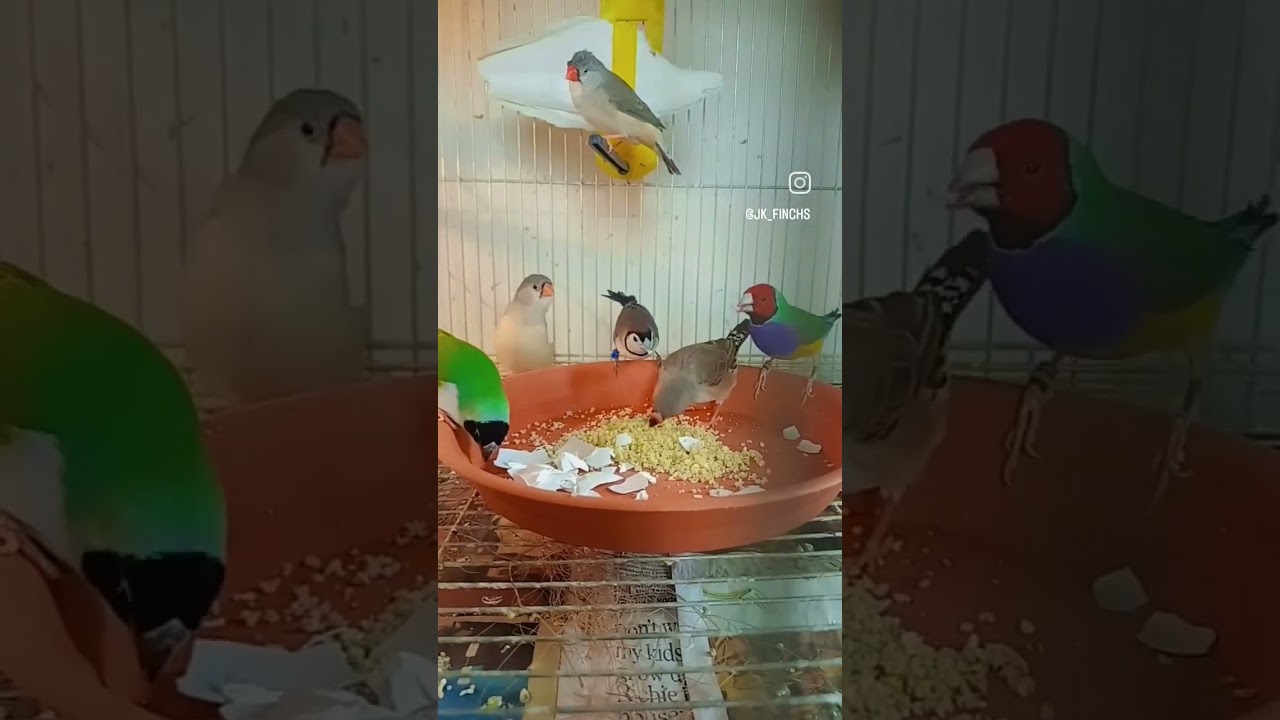 Egg food for finches #birds #zebrafinchbreeding #finchesbirds #gouldianfinch #gouldianfinches