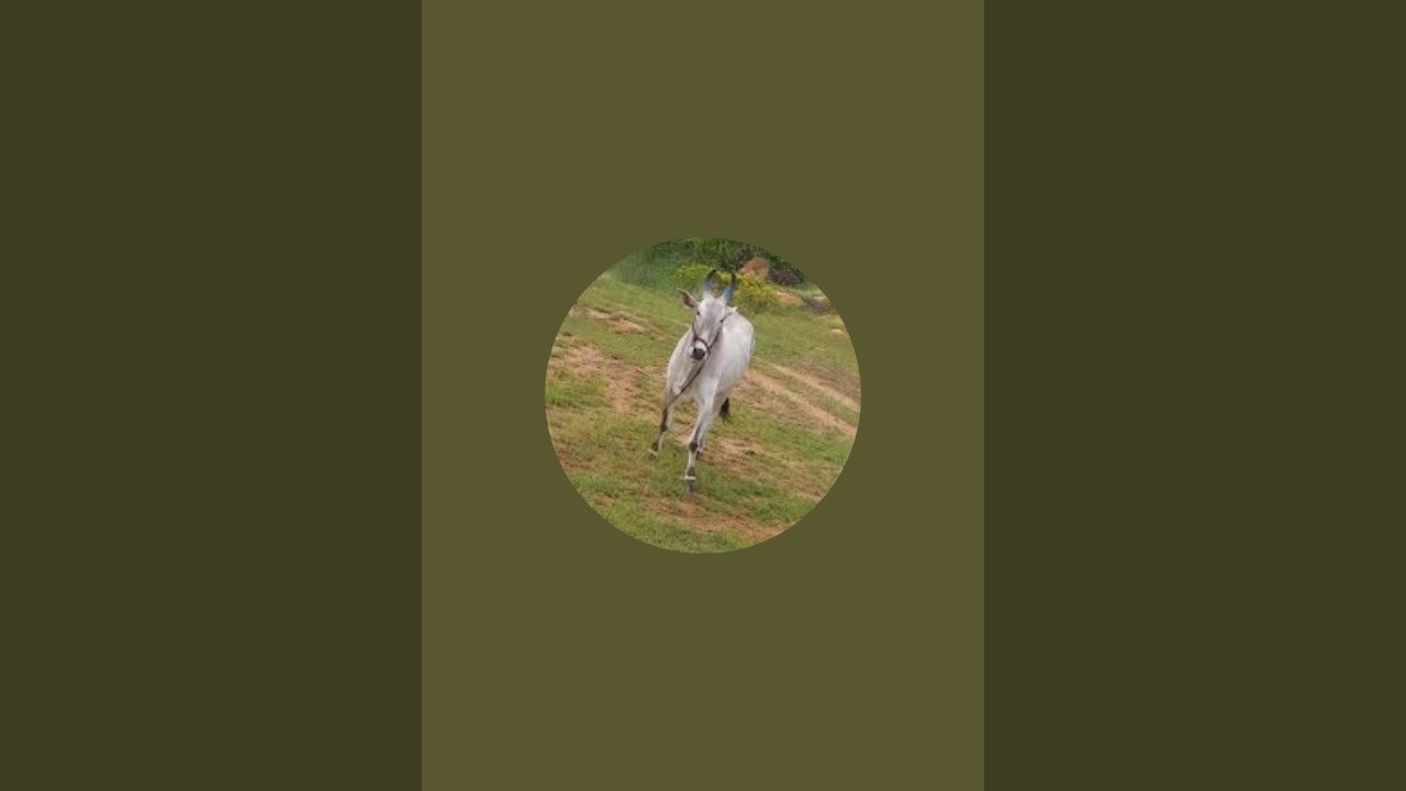JH brother's bulls farming🥰💚.. is live మొదటి జత చాకలి దస్తగిరి గుడేకల్ వారి జాత.. ప్లీజ్ సపోర్ట్ మీ