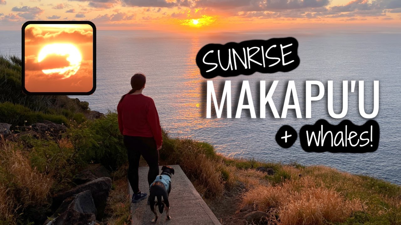 Catching sunrise at Makapu'u lighthouse and whale watching | Oahu Hawaii