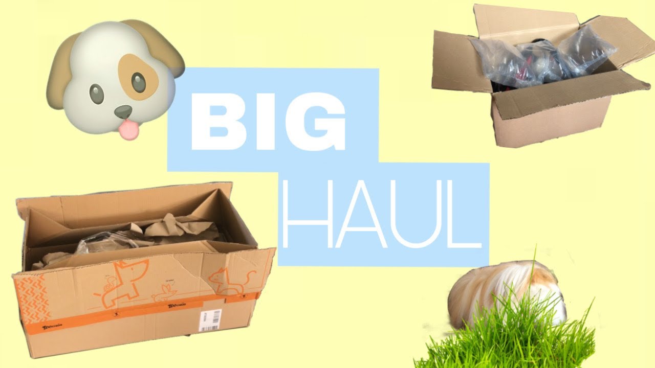 BIG HAUL POUR ANIMAUX ( chien et cochon d’Inde ) - Little boys