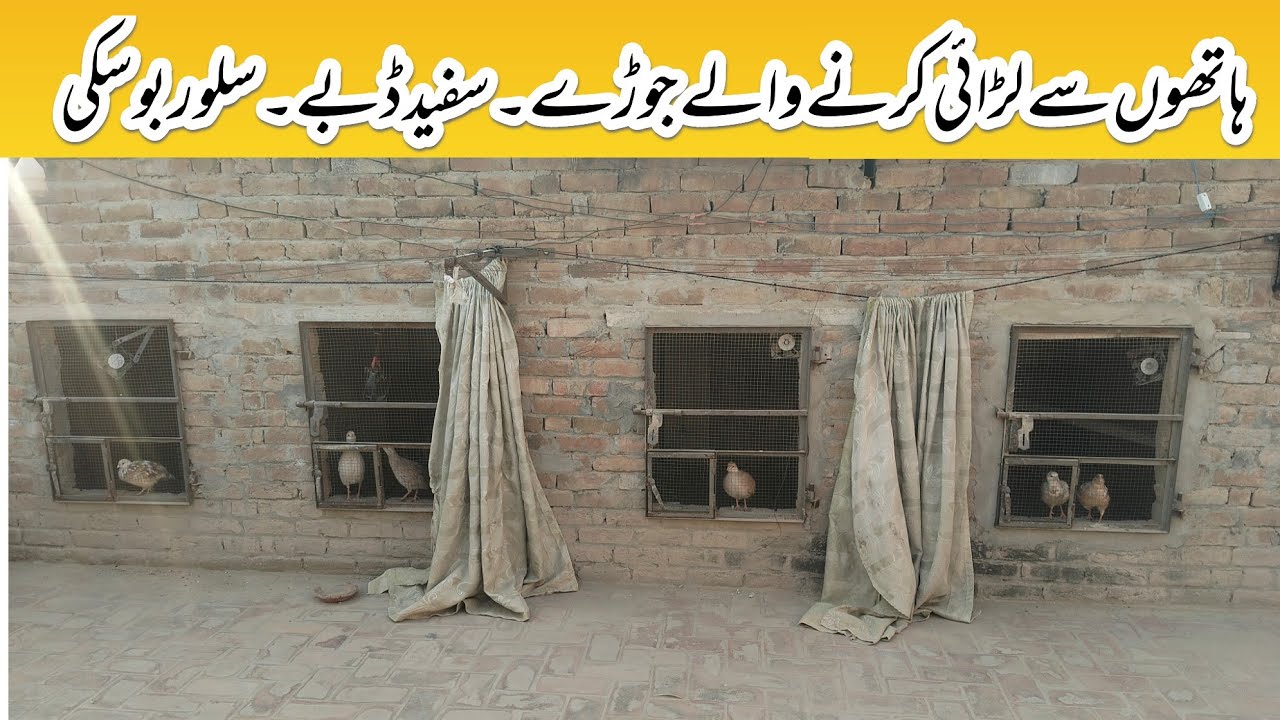 Teetar HandTame || White Teetar || Silver Teetar || Teetar information || Teetar Feed Plan 