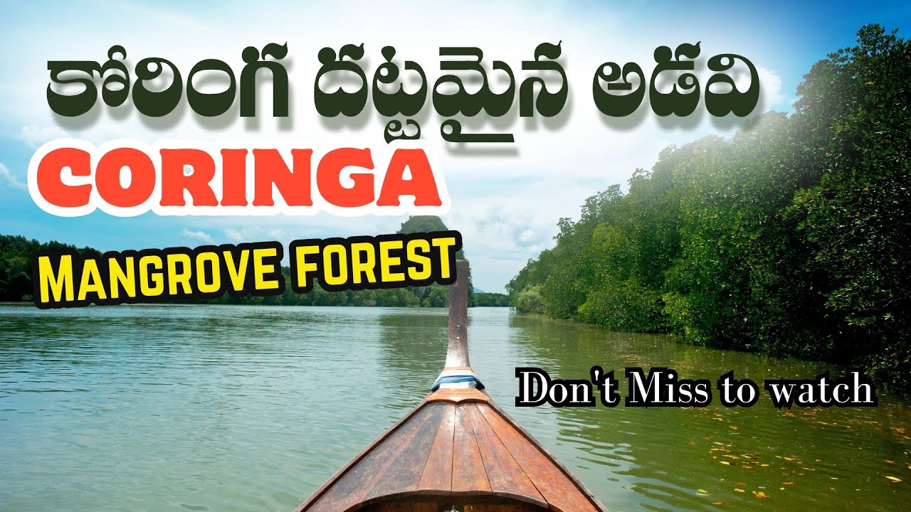 Coringa Mangrove Forest | Coringa Wildlife Sanctuary | Andhra Pradesh | Kakinada | AP Tourism