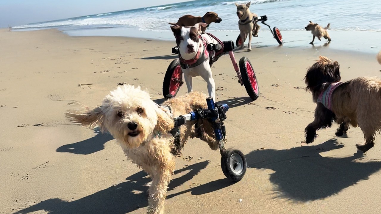 Disabled Dogs Rescued From Death - Now Inspire Hope