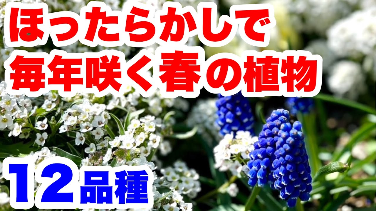 ◆【ローメンテナンス】ほったらかしで毎年開花！12品種紹介🪴