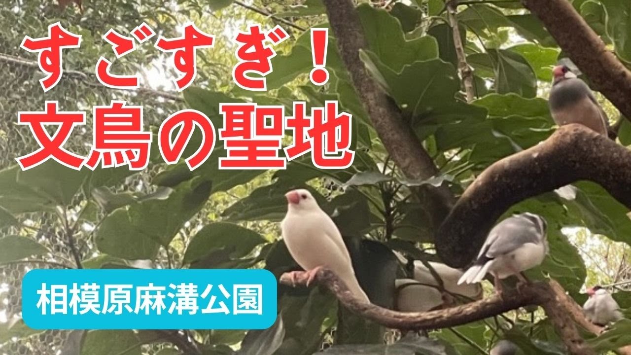 【文鳥公園】「相模原麻溝公園」に行ってみたら想像の50倍文鳥いた