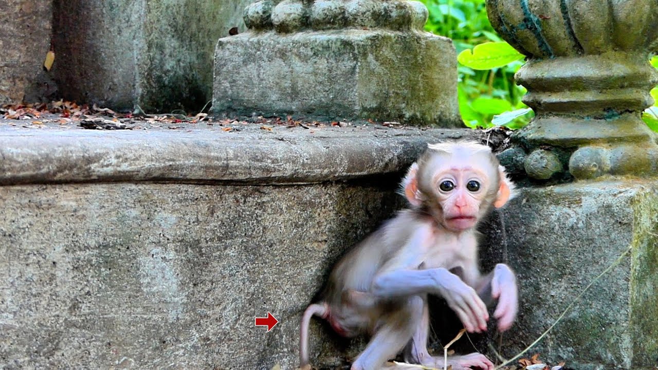 Tiny Monkey Shows Big Courage in His First Exploration