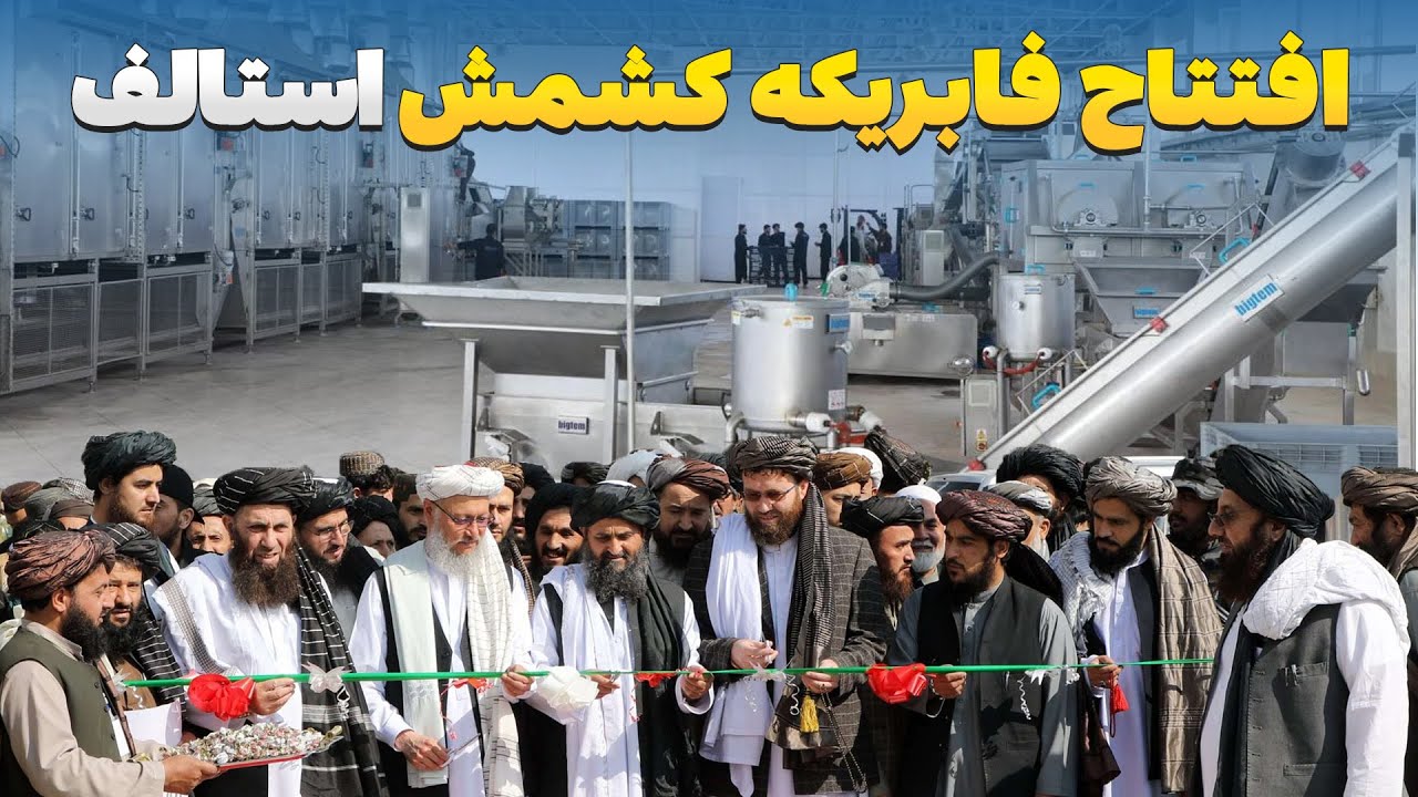 افتتاح بزرگترین فابریکه کشمش پاکی در ولسوالی استالف