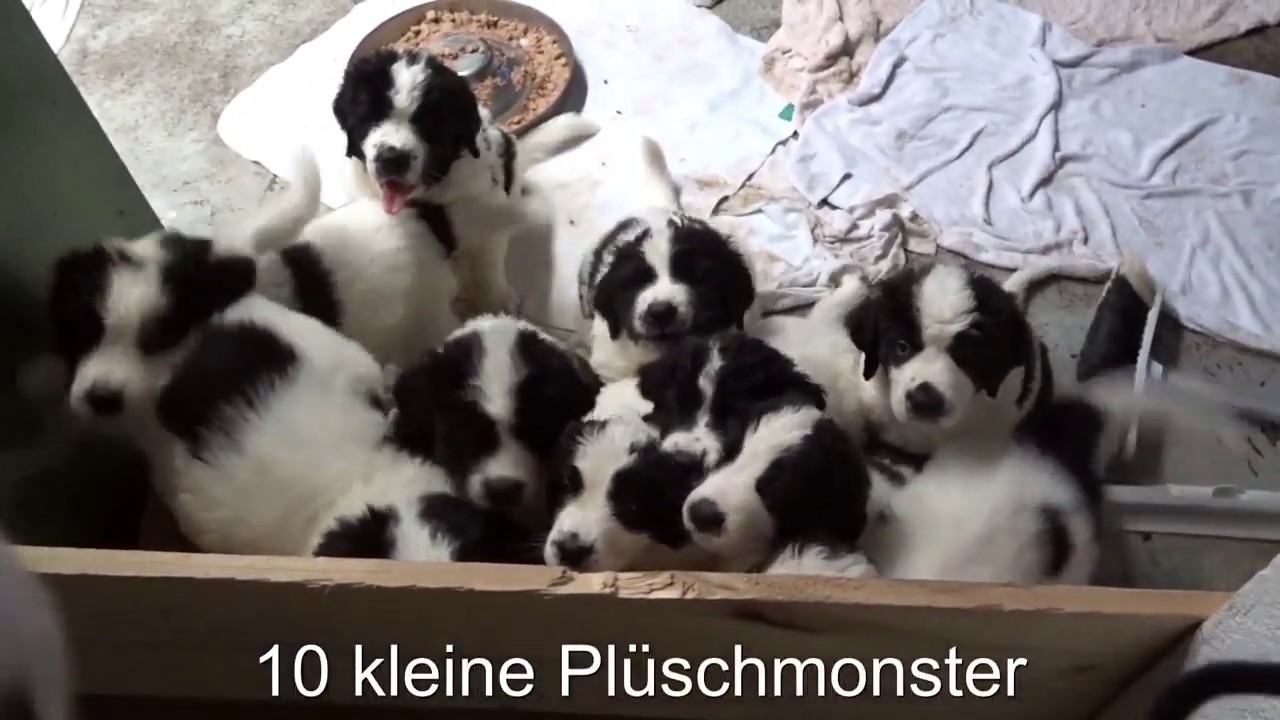 Landseerwelpen vom Promnitztal