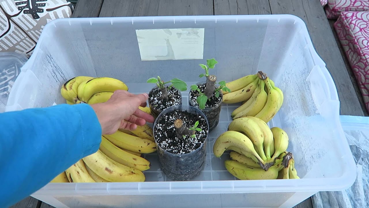 Rooting Fig Cuttings - Success!!!