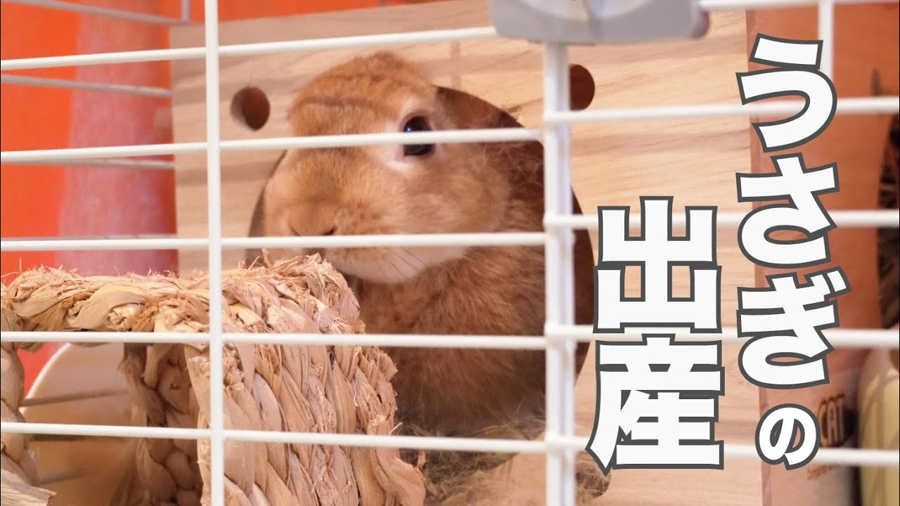 【貴重映像】ウサギの出産　出産シーン、生まれた瞬間の赤ちゃんを追加して再編集【Birth of a rabbit】【子ウサギ】#59