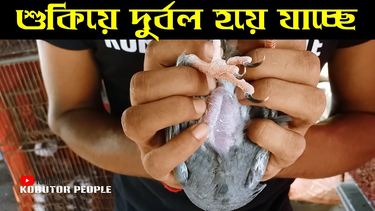 কবুতর শুকিয়ে হাড় বের হয়ে যাচ্ছে সাথে দুর্বল ও দারাতে পারে না | Rajon | Pigeon Bird | Kobutor Palon