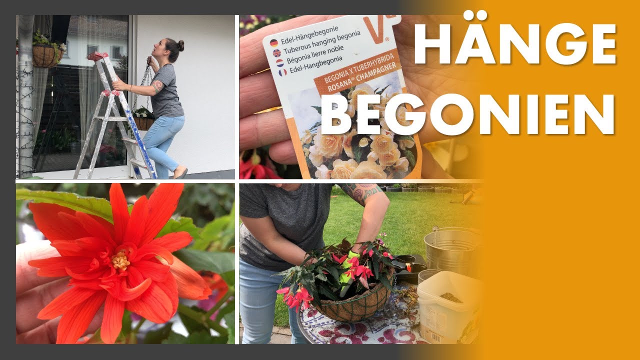 Hängebegonien ❤️🌷🌿 für meine Hängekörbe, Begonien Pflege und andere Saison Blumen für den Garten