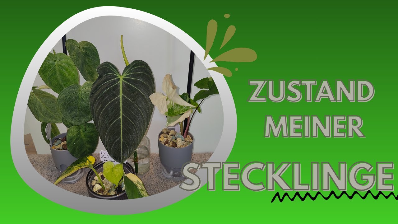 Werden sie es schaffen ??? Meine Stecklinge 🍃