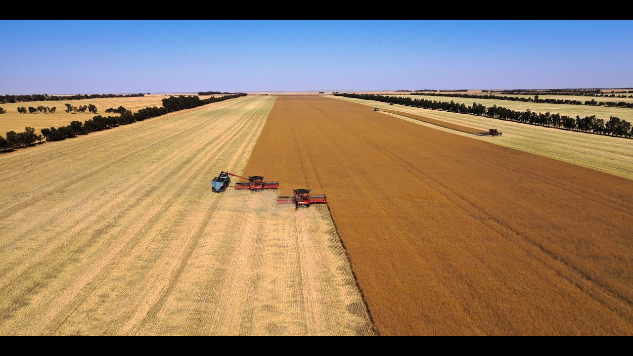 Erangy Springs Farm harvest for 2024 Mid West West Australia.
