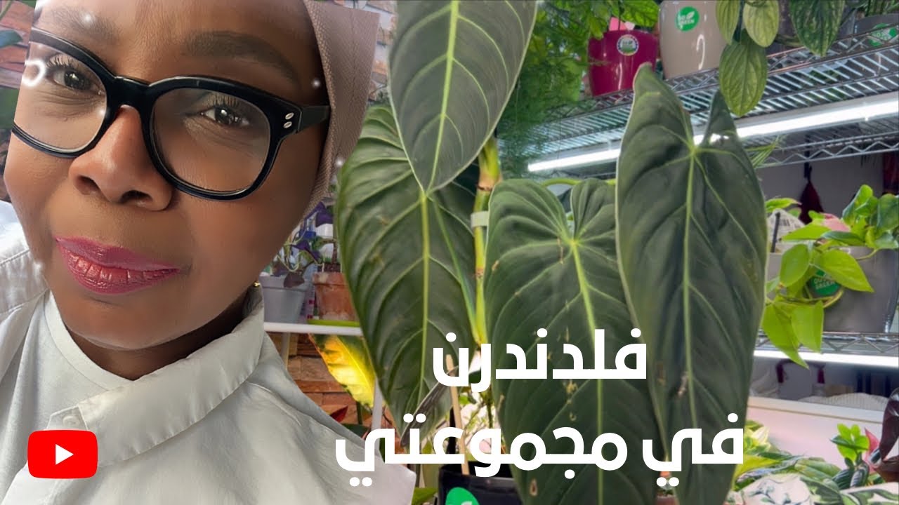 نبات الفيلودندرن المتسلق انواع في مجموعتي رعاية واهتمام وسقي وتجذير