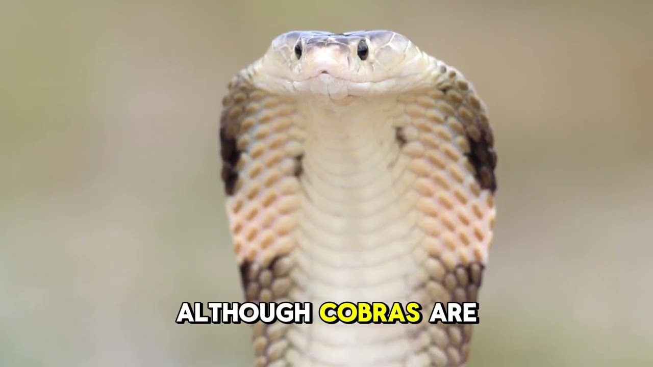 Cobra Facts  Venom, Fangs, and Survival