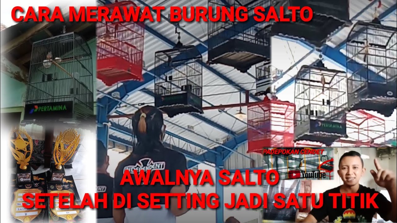 CARA MERAWAT BURUNG SALTO SAMPAI JADI SATU TITIK DIGANTANGAN