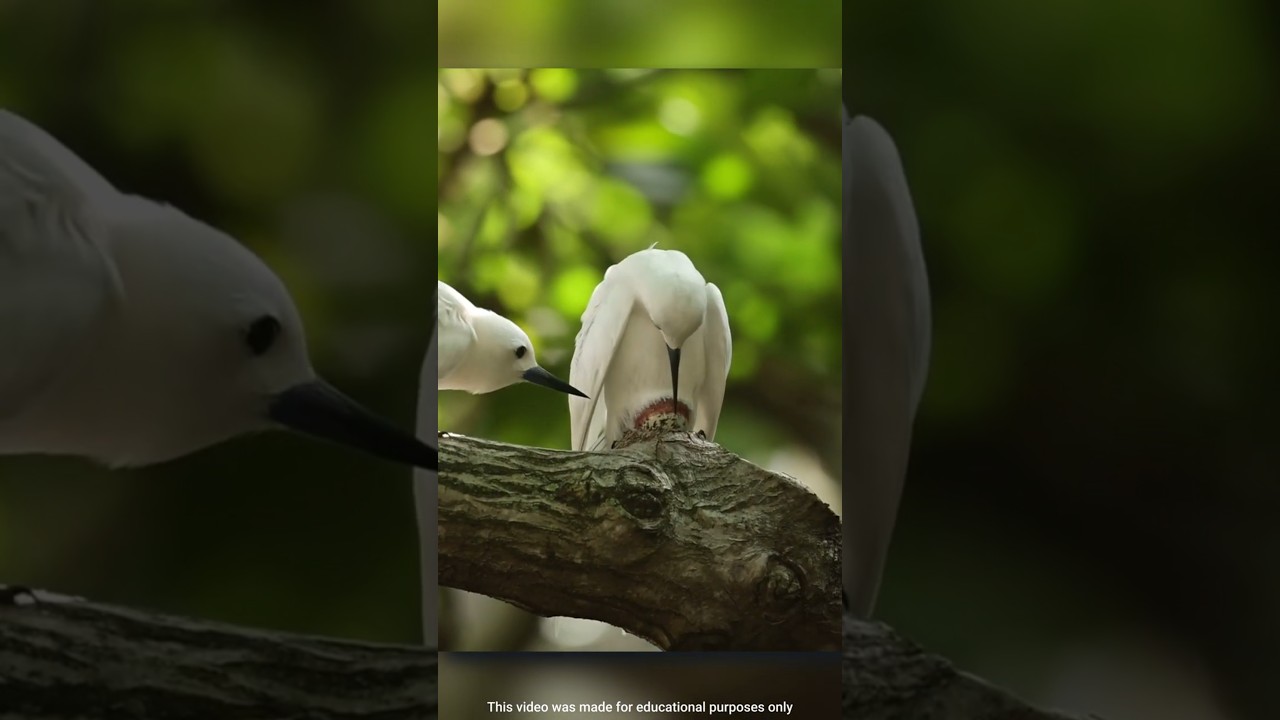 এক অলস পাখির গল্প 🥱 || Facts about White Tern Bird || Mr. Sujay #mrsujay #facts