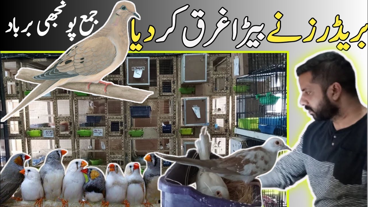 How To Start Birds Business In Pakistan | How To Start Profitable Bird Business | Bird Farming Part1
