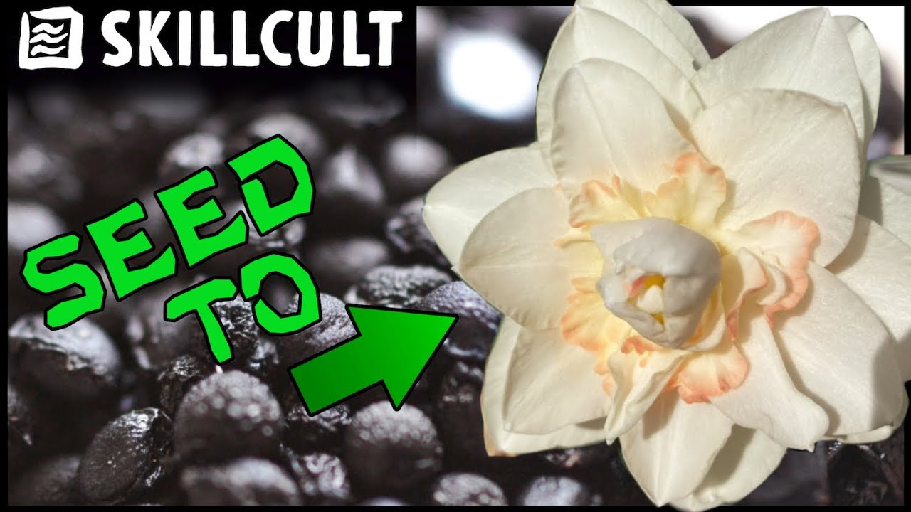 Collecting Seeds to Make New Daffodil Varieties, Homescale Flower Breeding