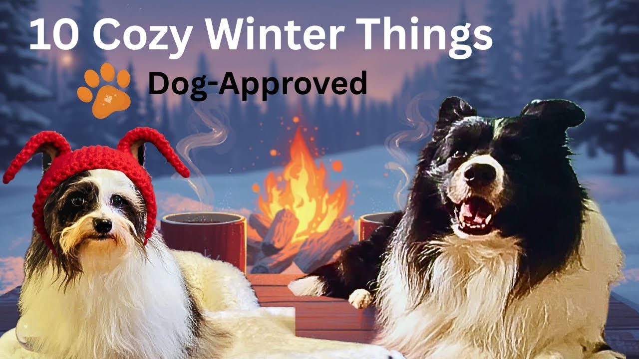 10 Fun Things Chippy Recommends You Need To Do This Winter!  (Chippy Tarot Dog) 2026