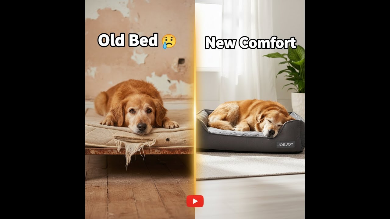 “JOEJOY Orthopedic Dog Bed Review | Best Bed for Large & Senior Dogs (Waterproof + Washable!