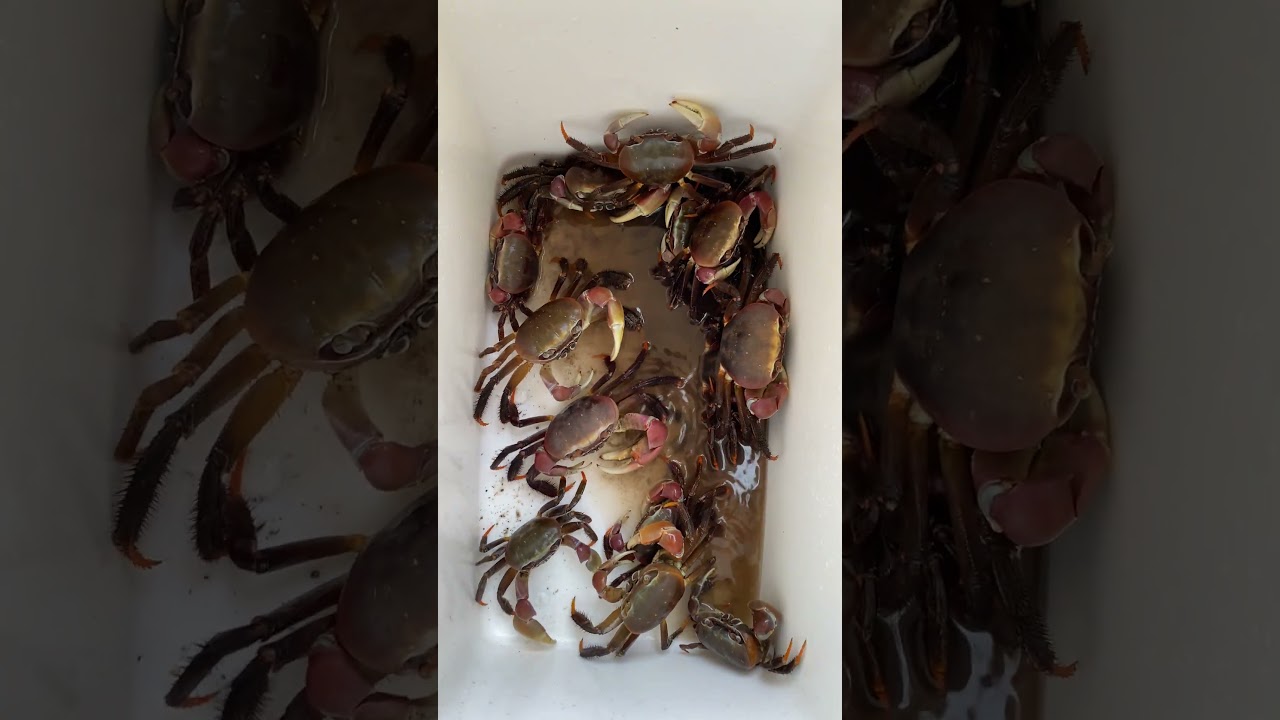 Delicious crab called Kungo in Agkawayan Looc Occidental Mindoro. Perfect for sinigang sa Kamyas
