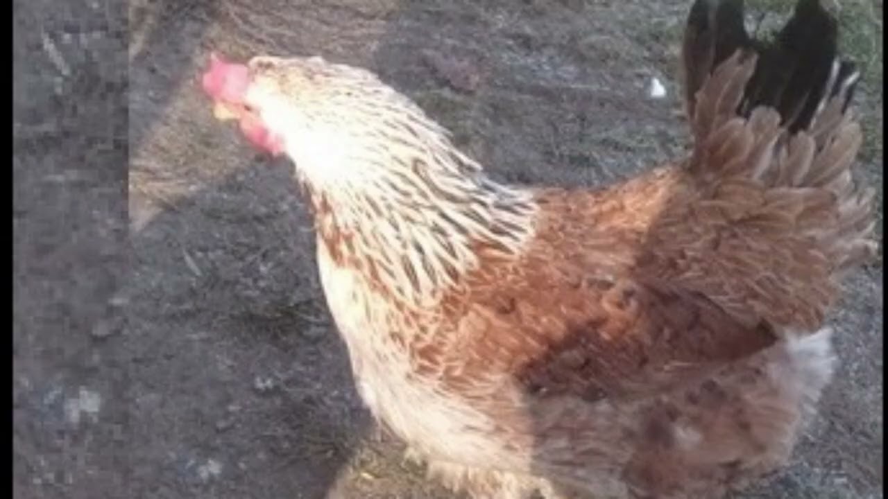 1. POWITANIE