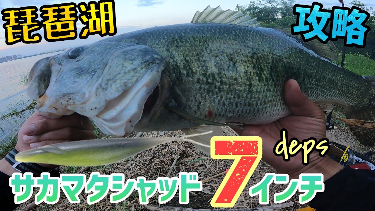 サカマタシャッド7インチをあの有名ポイントに泳がせたらハスを喰ってるデカバスが喰いつく！サカマタの使い方もマスターして琵琶湖デカバスポイントでデカバスを釣る【琵琶湖バス釣り】