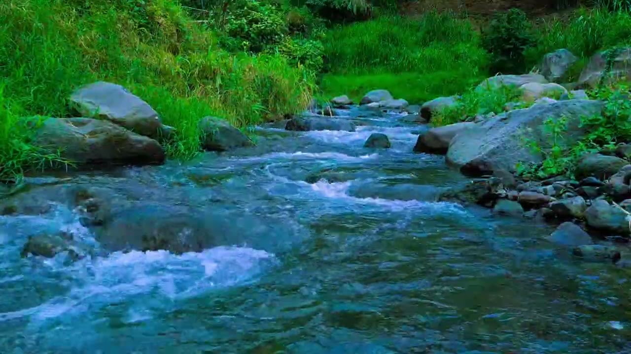Soothing sounds of the forest. Birds Chirping. Babbing Brook. Nature Sounds. Relaxing forest. ASMR