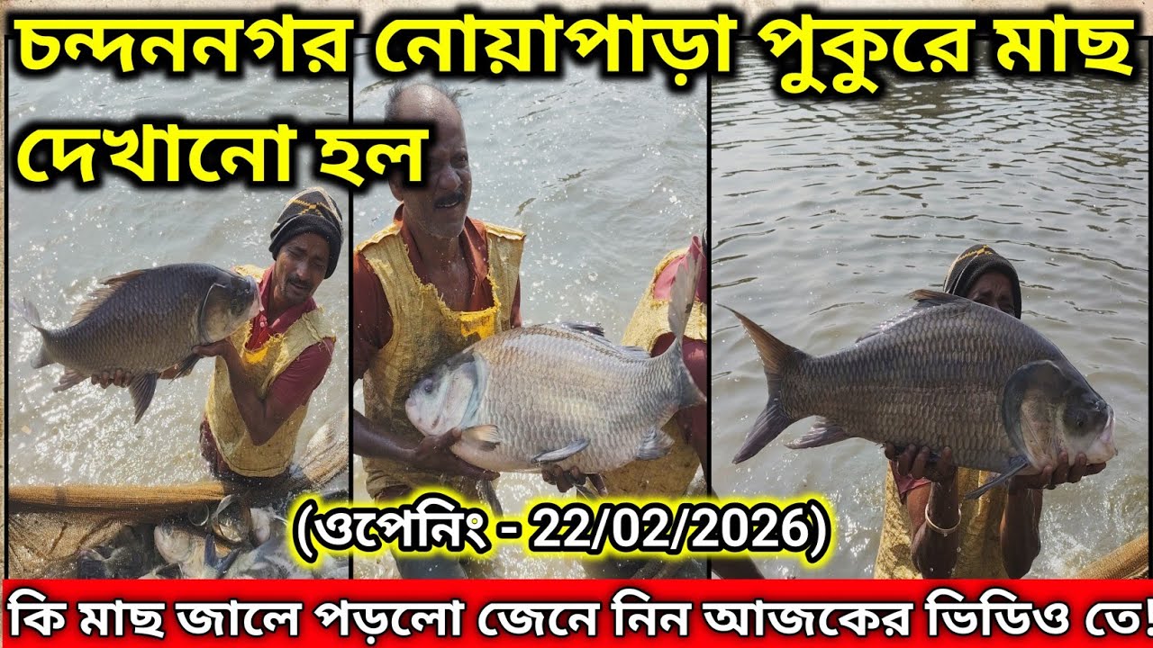 চন্দননগর নোয়াপাড়া হুগলী পুকুরে মাছ দেখানো হল|Fish Show At Chandannagar Noyapra Pond
