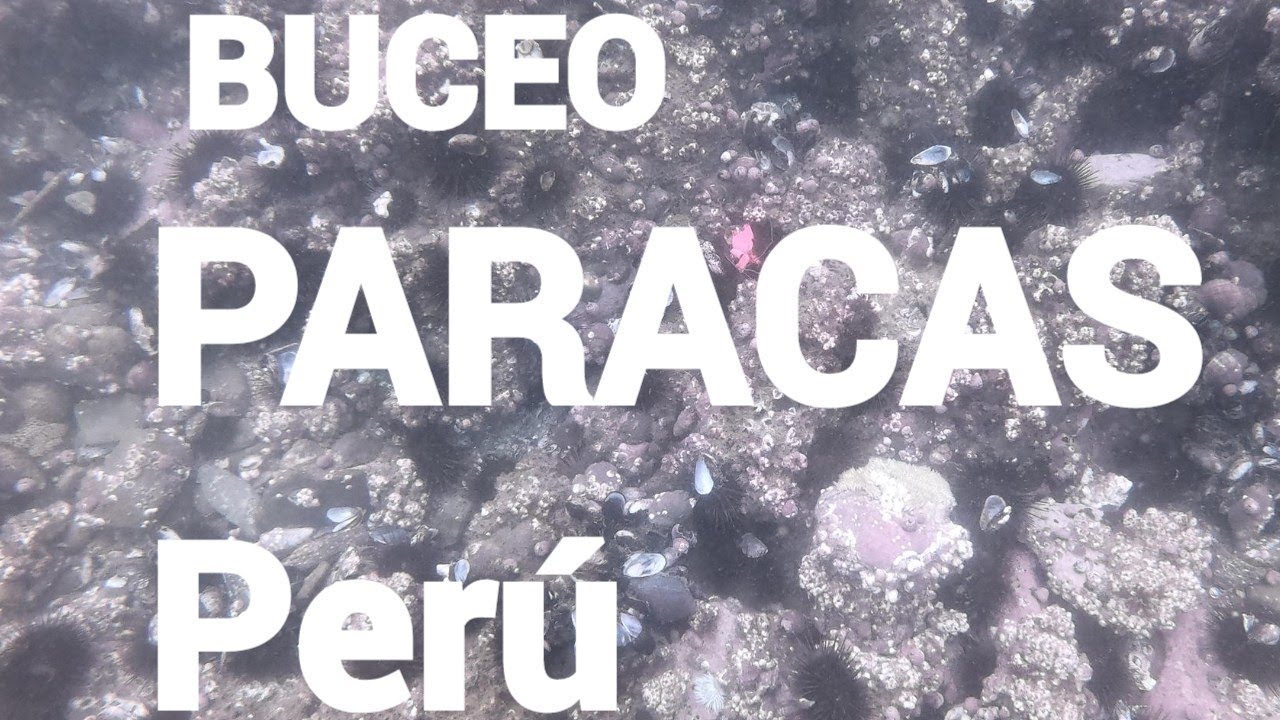 BUCEO en Paracas PERU con Sub Diving.