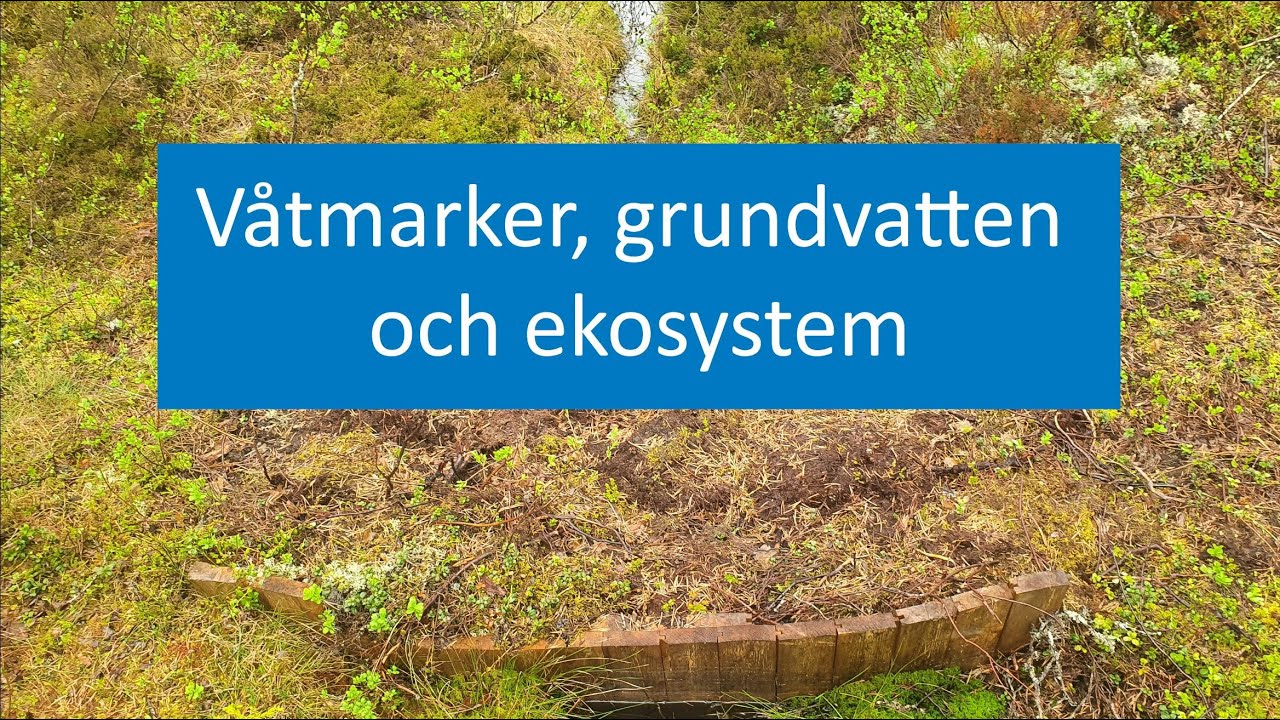 Våtmarker grundvatten och ekosystem