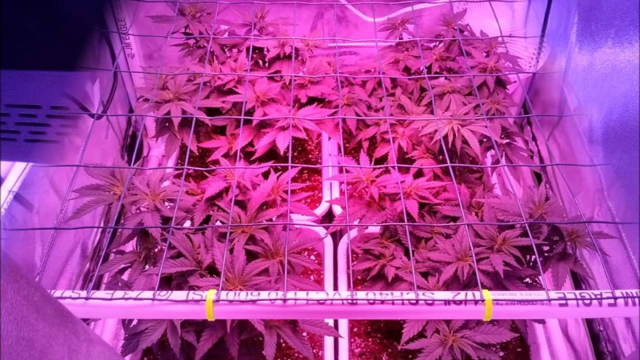 Mars-Hydro-Cup-2016