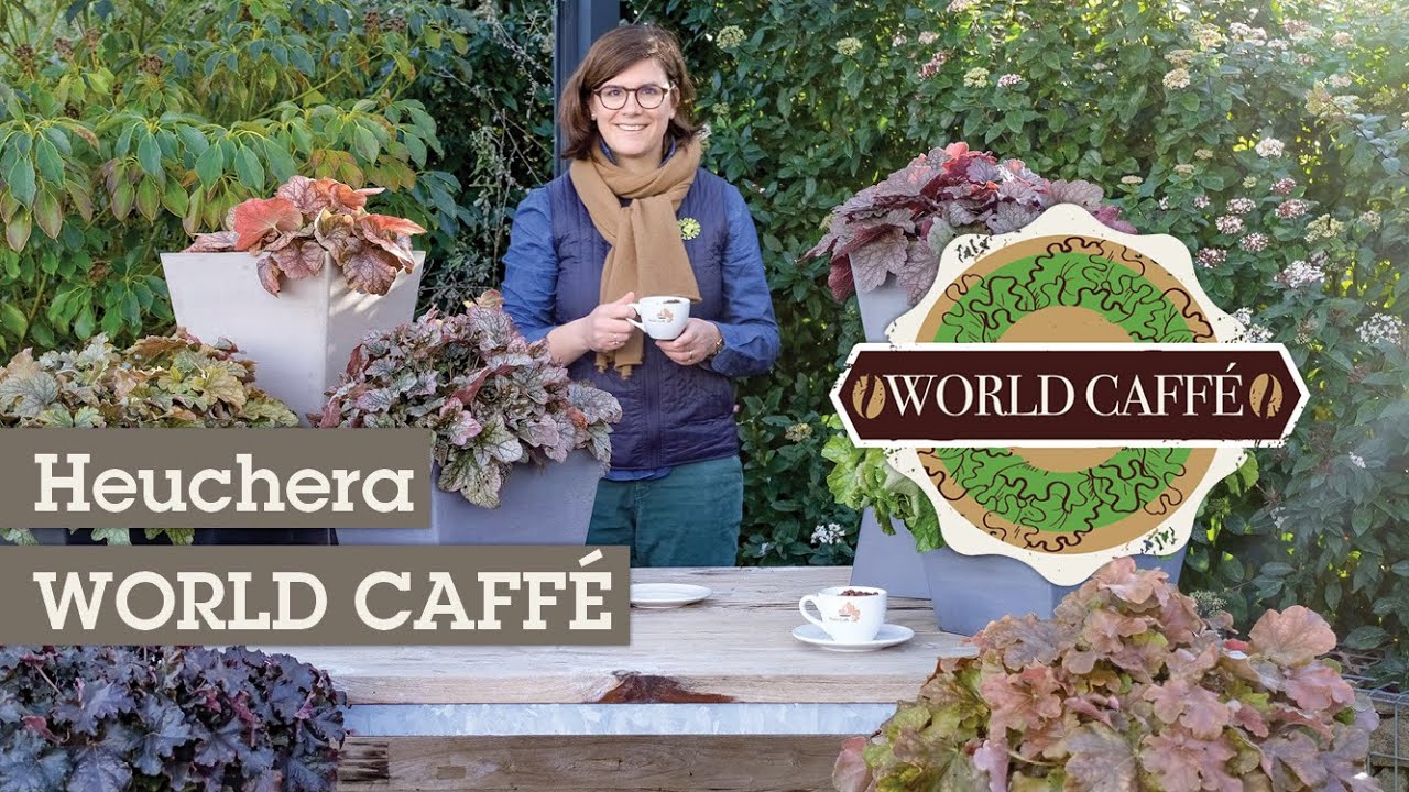 WORLD CAFF&Eacute; : des heuch&egrave;res aux nuances de caf&eacute; ☕️
