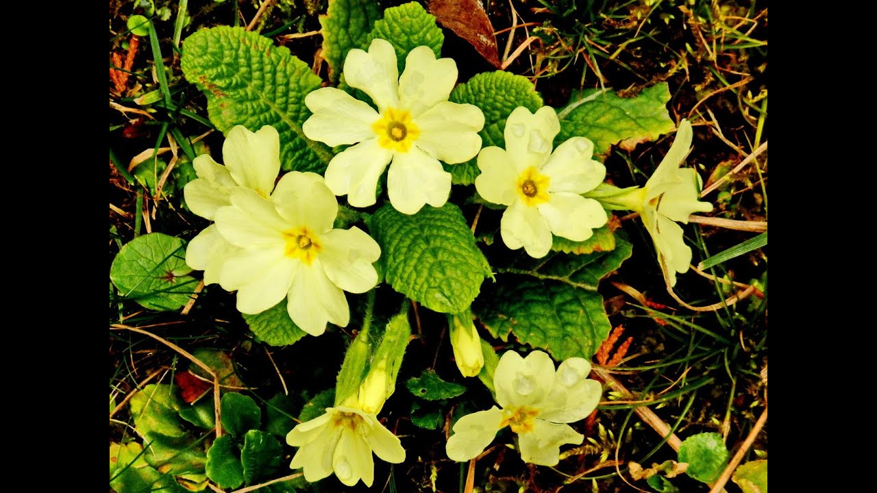Vienna blooms and sprouts